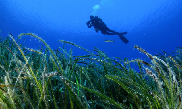 Τα κρυφά και πολύτιμα, «μπλε δάση» του Αιγαίου