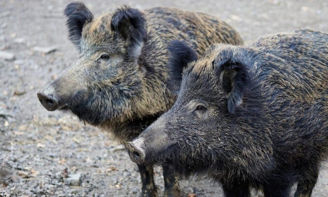 Πτολεμαΐδα: «Άγιο είχε» οδηγός στο συναπάντημα του με αγέλη αγριόχοιρων