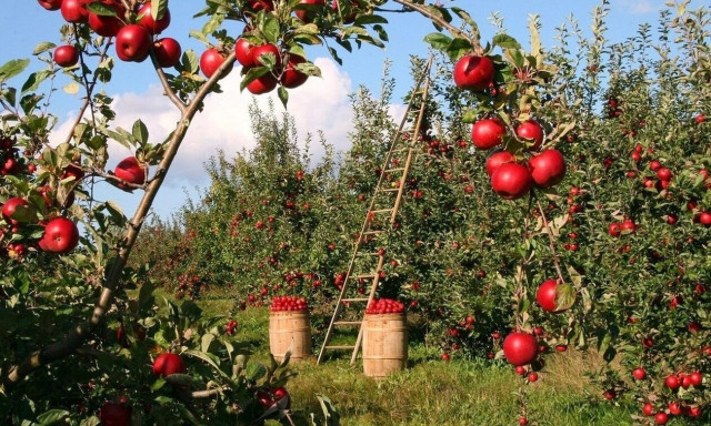 Μήλο Βελβεντού: Food bloggers από τη Σερβία γνώρισαν τον πολύτιμο καρπό