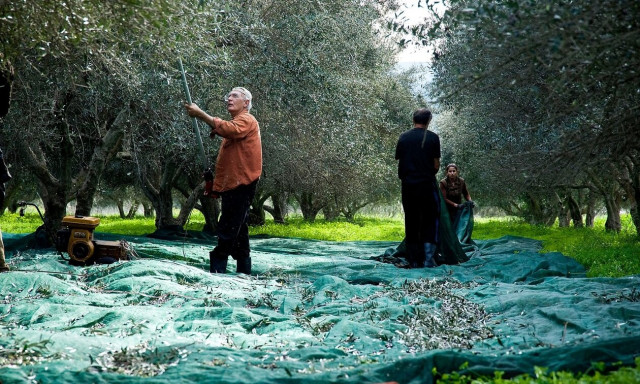 Ελαιόλαδο: Ψάχνουν λάδι οι τυποποιητές – Περιπολίες στα χωράφια για να γλιτώσουν τις κλοπές