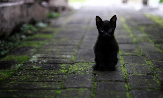 Νέα Φιλαδέλφεια - Αδιανόητη φρίκη: Έριξε νερό και έπνιξε γατάκια που είχαν κρυφτεί σε σωλήνα