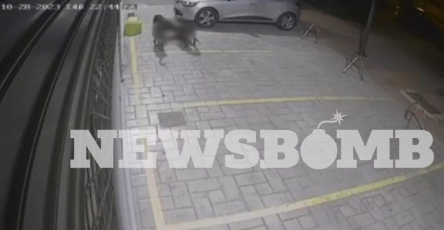 «Δεσποζόμενα» πίτμπουλ σκόρπισαν τον τρόμο και στη Βούλα: Βγήκαν στον δρόμο και κατασπάραξαν γάτες