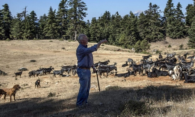 ΥΠΑΑΤ: Έως τις 8/11 αιτήσεις για οικονομικές ενισχύσεις κτηνοτρόφων που εκτρέφουν αυτόχθονες φυλές