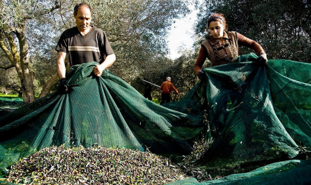 Ελαιόλαδο: Εργάτες από όλη την Ελλάδα στην Κρήτη για το λιομάζωμα