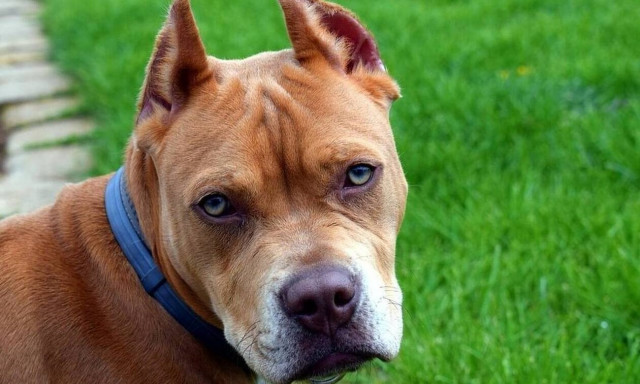 Λούτσα: Άγρια επίθεση πιτ μπουλ σε 11χρονο - Τον δάγκωσε και τον έστειλε στο χειρουργείο