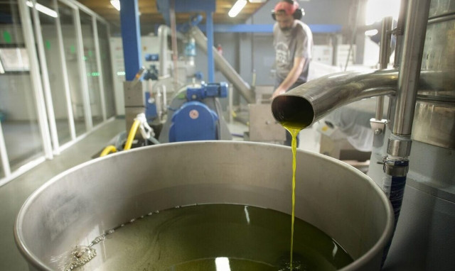 Ελαιόλαδο: Πιάνει «ταβάνι» η τιμή του - Η μειωμένη παραγωγή και τα σενάρια για το κόστος του τενεκέ