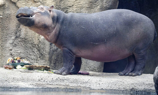 HΠΑ: «Δεν έχετε μοσχάρι; Φάτε ιπποπόταμο, αντιλόπη και ρινόκερο» - Η πρόταση που δε φανταζόσασταν