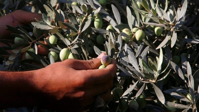 Οι συμμορίες του ελαιόλαδου: Κλοπές και νοθεία από επιτήδειους