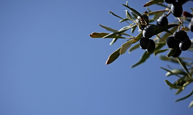 Ξάνθη: Συνελήφθη επιτήδειος που έκλεψε πάνω από 600 κιλά ελιές