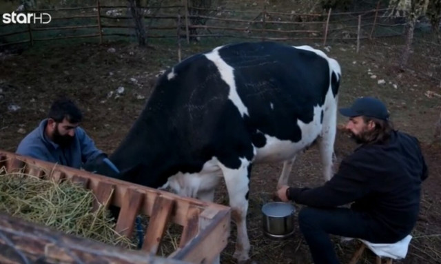 Φάρμα: Χαμός στο reality - Παίκτης κατηγορείται ότι κακοποίησε αγελάδα
