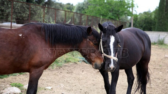 «Σκοτώνουν τα άλογα όταν γεράσουν»: Διαμαρτυρία Φιλοζωικής Ομοσπονδίας για εγκαταλελειμμένα ιπποειδή