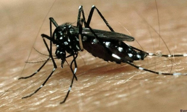 Κουνούπι τίγρης: Συναγερμός για τσιμπήματα στην Αττική και τρόποι προστασίας