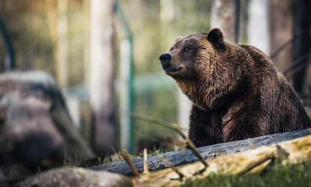 Young bear injured in road accident returned to its natural habitat
