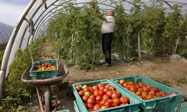 «Φωτιά» οι τιμές και στα κηπευτικά: Μελιτζάνα στα 3,5 ευρώ/κιλό και ντομάτες στα 3 ευρώ