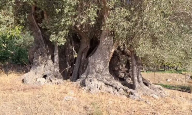Ρέθυμνο: Η υπεραιωνόβια χονδρολιά που φέτος έχει και βεντέμα