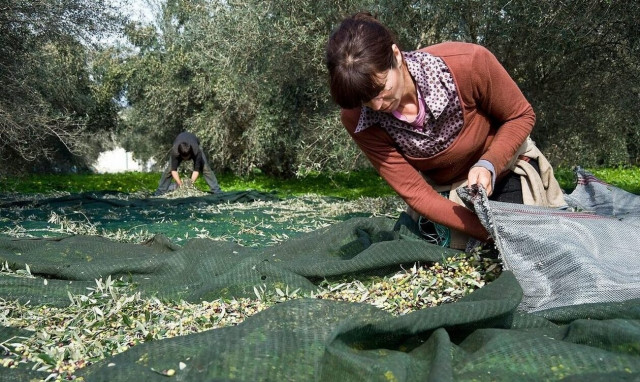 Μεσσηνία: Πλαφόν 45 ευρώ από 80 το μεροκάματο για μάζεμα ελιάς - Στα 9,25 ευρώ το λίτρο το λάδι