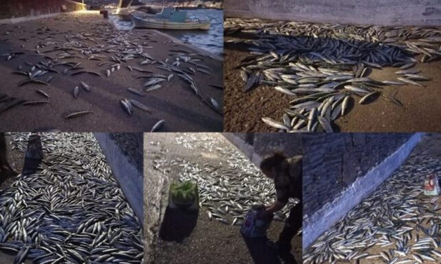 Σαρδέλες βγήκαν στη στεριά για να γλιτώσουν - Απίστευτο θέαμα στην Άνδρο