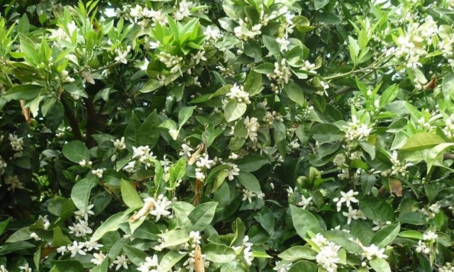 Κουζουλάθηκε η φύση στην Κρήτη: Άνθισαν πορτοκαλιές Νοέμβρη μήνα και οι ελιές δεν έχουν φύλλα!