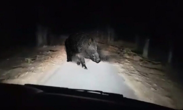 Λάρισα: ΙΧ συγκρούστηκε με κοπάδι 15 αγριογούρουνων - Πώς σώθηκε ο οδηγός