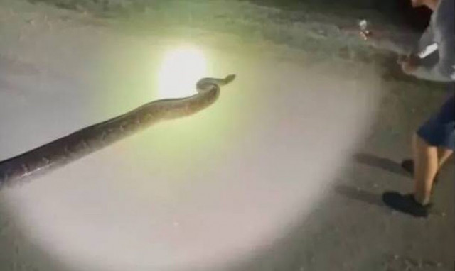 Τρόμος στη Φλόριντα: «Είναι τρελό» - Έπιασαν πύθωνα γίγα άνω των 5 μέτρων (vid)