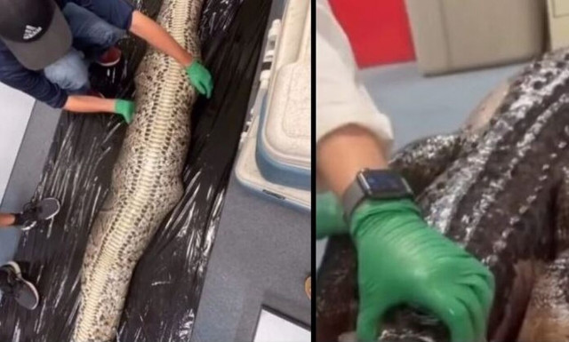 Αδιανόητο video με αλιγάτορα να βγαίνει μέσα από έναν πύθωνα (vid)