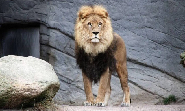 Ιταλία: Λιοντάρι δραπέτευσε από τσίρκο - «Αποφύγετε τις μετακινήσεις»