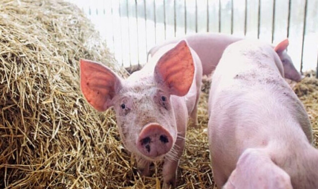 Έρχονται επιδοτήσεις συνολικού ύψους 28,5 εκατ. ευρώ για χοιροτρόφους – Οι δικαιούχοι