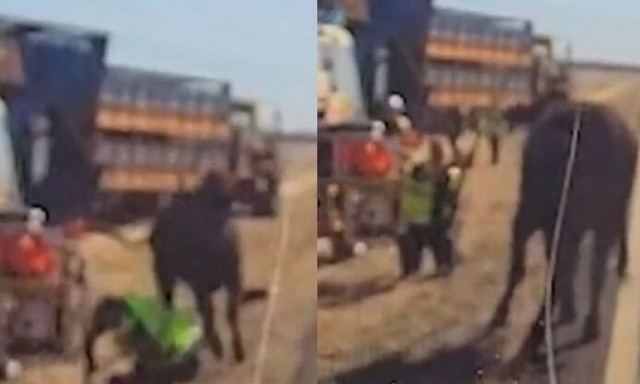 Η τρομακτική στιγμή που εξαγριωμένος ταύρος χτυπάει αστυνομικό (vid)