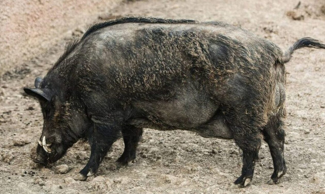 Ιωάννινα: Λεωφορείο συγκρούστηκε με αγριογούρουνα