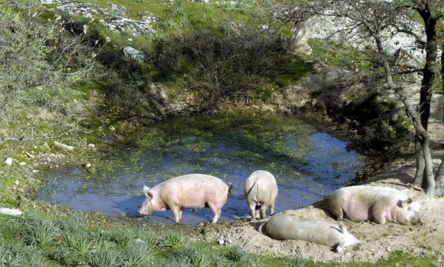 ΟΠΕΚΕΠΕ: Ξεκινούν οι αιτήσεις για ένταξη στο υπομέτρο 14.1