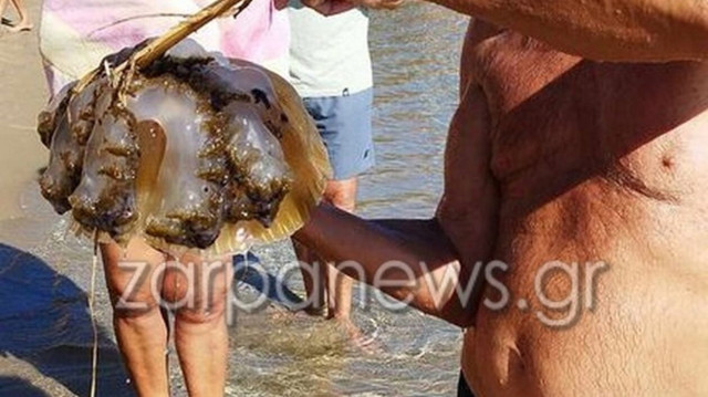 Χανιά: Τεραστίων διαστάσεων μέδουσα στη Χρυσή Ακτή - Την «έπιασαν» οι λουόμενοι