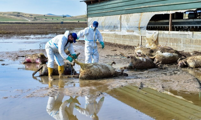 Κακοκαιρία Daniel: Σοβαρές ευθύνες στην Πολιτική Προστασία καταλογίζει ο πραγματογνώμονας
