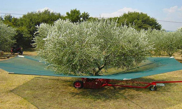 Κρήτη: Viral η πατέντα για το μάζεμα της ελιάς