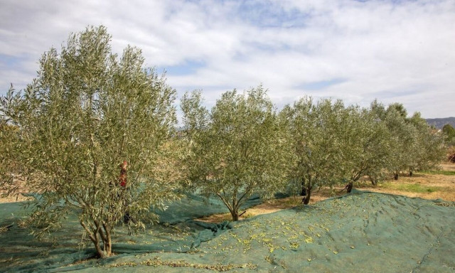 Πάτρα: Τρεις συλλήψεις για την κλοπή δέκα τόνων ελιάς