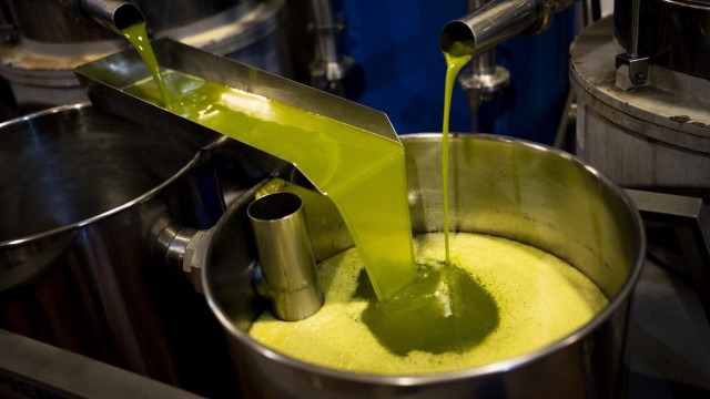 Eλαιόλαδο: Ο «πράσινος χρυσός» - Οι κλοπές αναστατώνουν τους παραγωγούς - Η νοθεία τους καταναλωτές