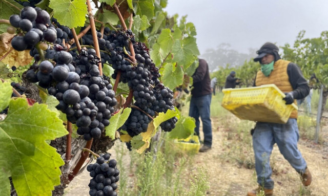 «Καταρρέει» η παγκόσμια παραγωγή κρασιού - Ιστορικό χαμηλό 62 ετών - Σε κίνδυνο διάσημοι αμπελώνες