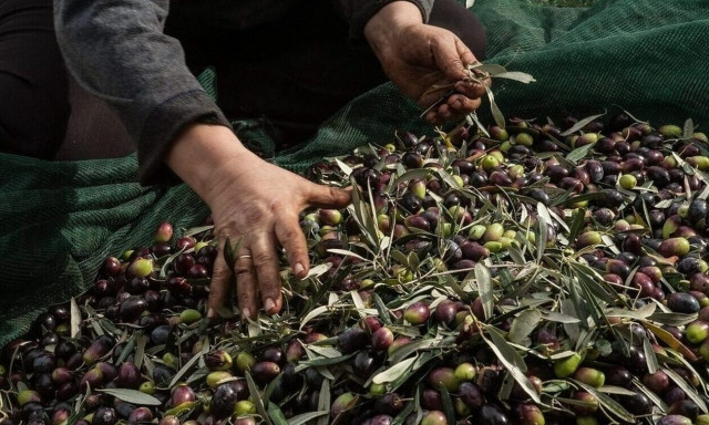 Μυστήριο με την εξαφάνιση 80 τόνων ελαιόλαδου στη Χαλκιδική - Μπαράζ κλοπών σε όλη τη χώρα