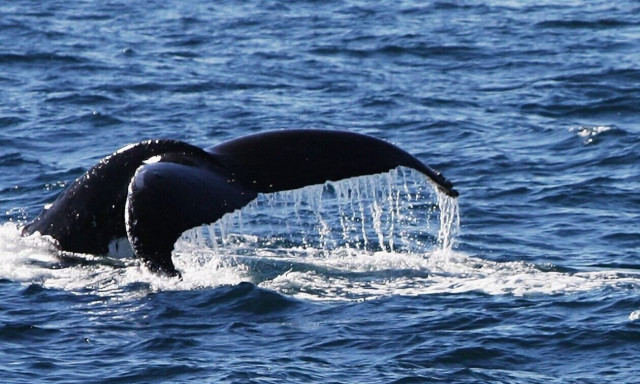 Ισπανία: Οι ναυτικοί επιχειρούν να απομακρύνουν τις φάλαινες μέσω της... μουσικής heavy metal