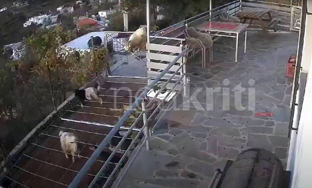 Ιεράπετρα: «Αδέσποτα» κοπάδια από κατσίκες καταστρέφουν περιουσίες - Έξαλλοι οι κάτοικοι