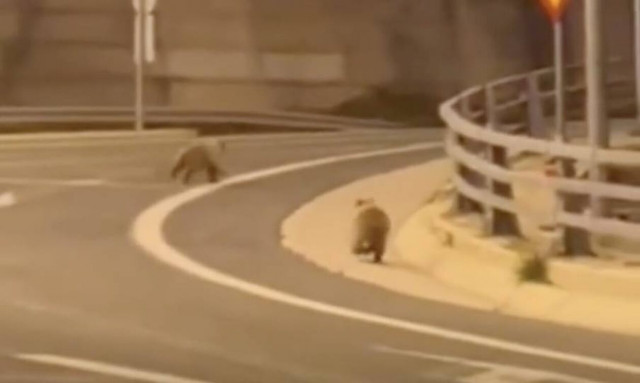 Μέτσοβο: Δύο αρκουδάκια έκαναν... βόλτα στην Εγνατία οδό - Δείτε βίντεο