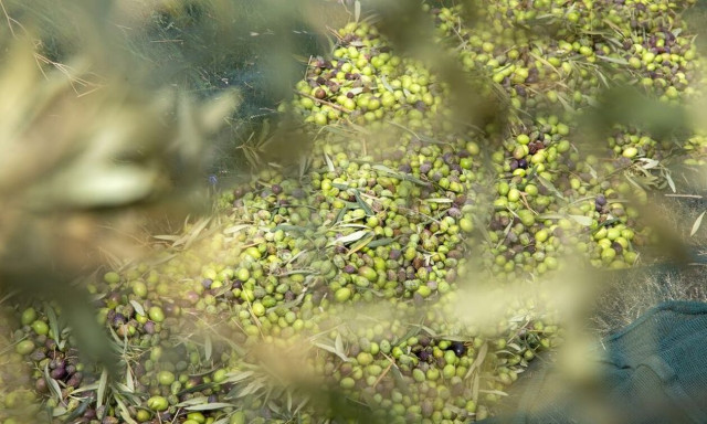 Αχαΐα: Ελαιοπαραγωγός έπιασε τους κλέφτες στα πράσα - Του άδειαζαν τα δέντρα