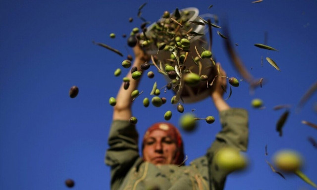 Στον ελαιοτουρισμό στρέφονται οι παραγωγοί στη Μεσόγειο - Γιόγκα σε ελαιώνες, συναυλίες και ράβδισμα
