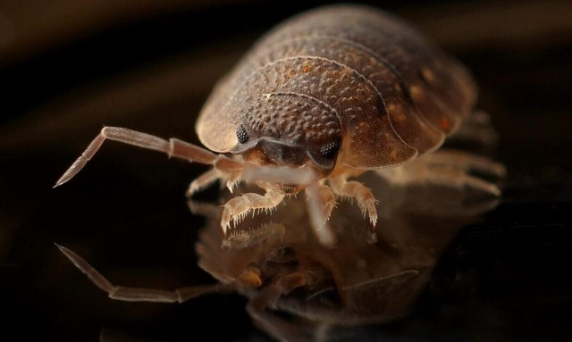 Ραγδαία εξάπλωση κοριών: Ανθεκτικοί στα εντομοκτόνα - Τι θα πάθετε αν σας τσιμπήσουν