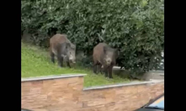 Θεσσαλονίκη: Αγριογούρουνα βγήκαν για βόλτα και φαγητό στην Καλαμαριά και τη Χαριλάου Τρικούπη