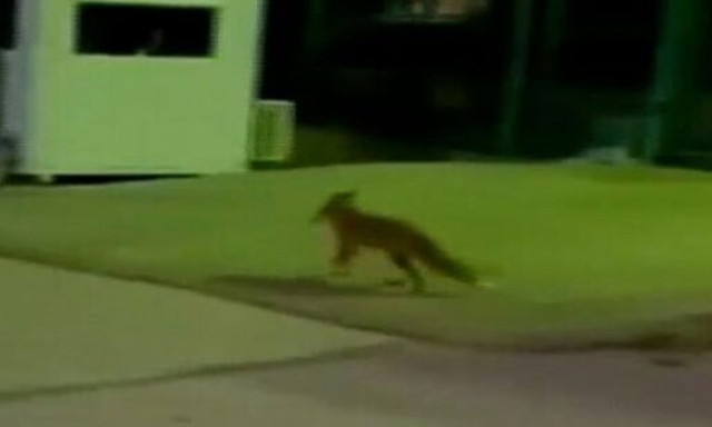 Τι κάνει μια αλεπού στην ΕΡΤ - Απρόσμενη επίσκεψη στο Ραδιομέγαρο