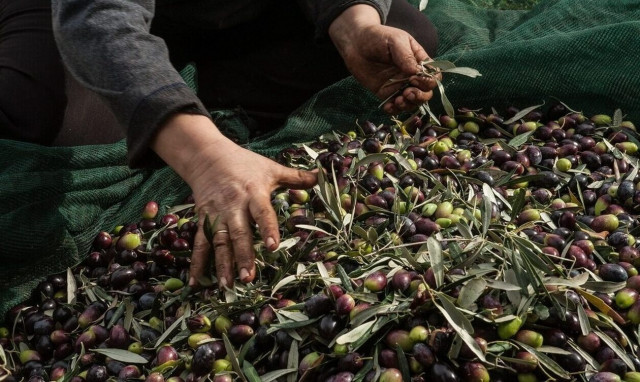 Ελαιόλαδο: Ο ρόλος της κλιματικής αλλαγής στην εκτόξευση της τιμής - Το παράδειγμα της Χαλκιδικής