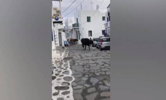 Μύκονος: Αγελάδες κάνουν... βόλτες στους δρόμους - Κινδυνεύουν καθημερινά οι οδηγοί