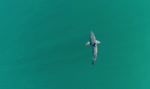 Μεξικό: Μητέρα ηρωίδα σκοτώθηκε για να σώσει την 5χρονη κόρη της από τα σαγόνια του καρχαρία