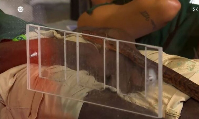 I’m a celebrity get me out of here: Φίδι τρόμαξε τον Ογκουνσότο - «Πάει μέσα στο παντελόνι!»