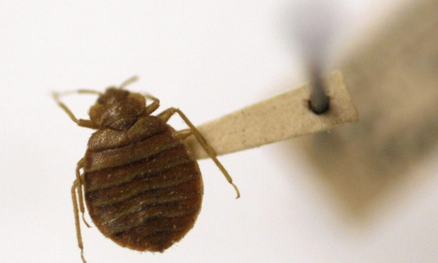 Γαλλία: Συνελήφθησαν δύο άνδρες - Εξαπατούσαν ηλικιωμένους με «θαυματουργή» αλοιφή κατά των κοριών